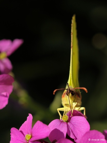 Citroenvlinder - Gonepteryx rhamni