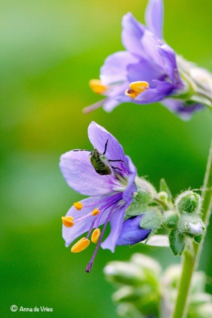 Stinkwants larve bezoekt ook de bloemen van de Jacobsbloem