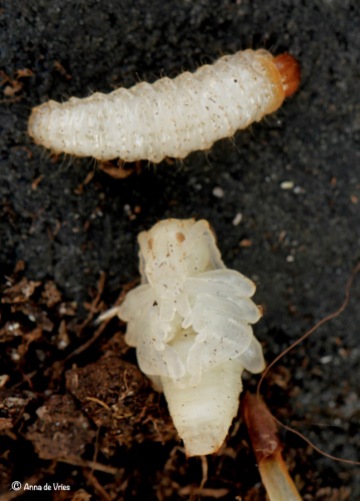 De bovenste is een larve en de onderste is een pop. Bij de pop kan je al goed de vorm van de kever zien