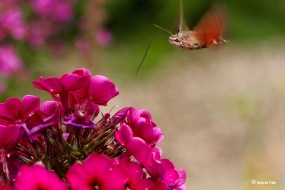 Kolibrievlinder - Macroglossum stellatarum